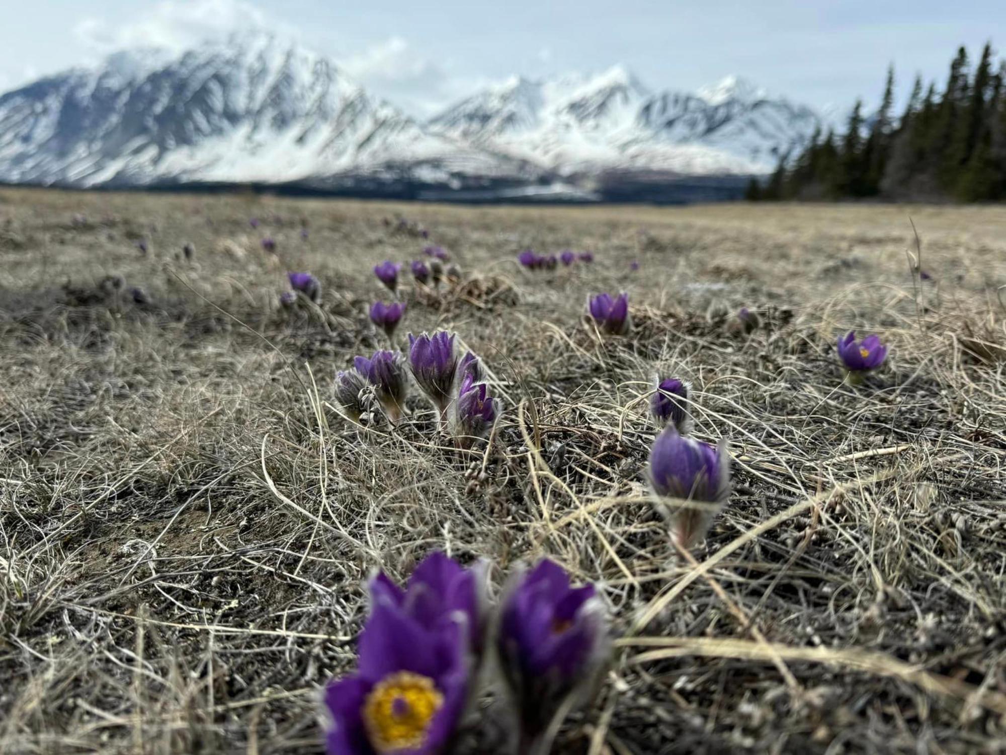 Mount Logan Ecolodge & Retreat Center Хейнс Джънкшън Екстериор снимка